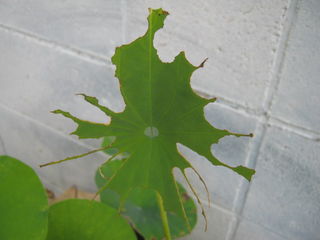 虫に食われたハスの葉