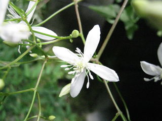 センニンソウの花