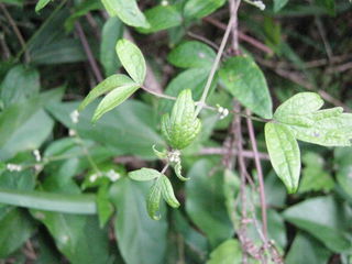 ボタンヅル若い葉