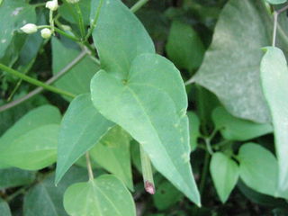 センニンソウの葉