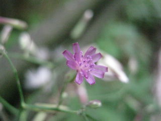 ムラサキニガナの花