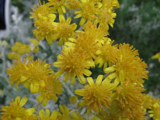 シロタエギクの花