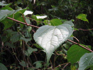 白化したマタタビの葉