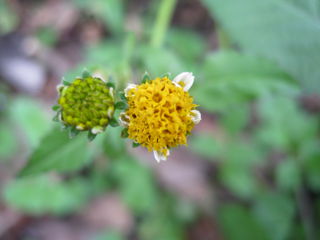 アイノコセンダングサの花
