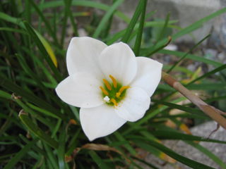白タマスダレの花