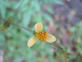 センダングサの花