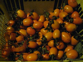 鶴の子柿