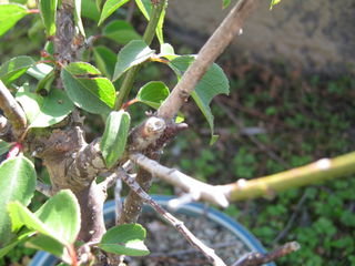 梅の枝に擬態するシャクトリムシ