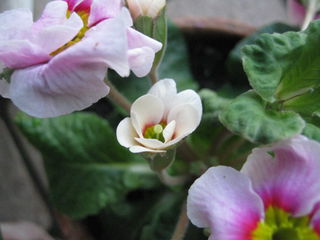 プリムラの花