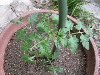 ミニトマトの鉢植え