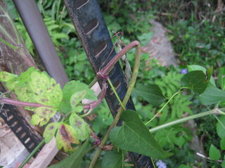 20250519004-2.JPG