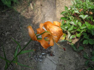 20250704001.jpg