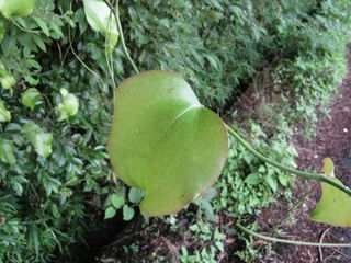 サンキライの若い葉