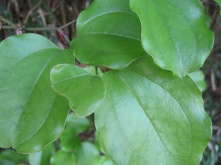 サンキライの葉