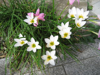 ゼフィランサスの花（白）