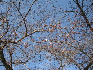 ほころび始めた桜