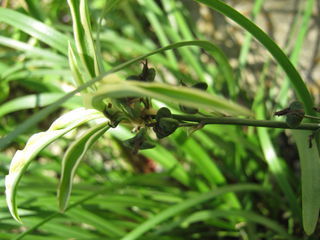 オリヅルランの種