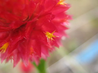 センニチコウの花