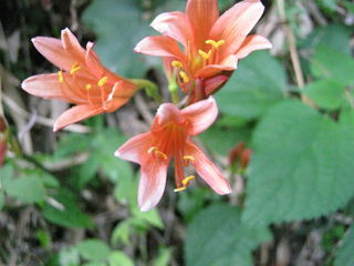 キツネノカミソリの花