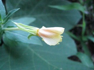 マツヨイグサの花