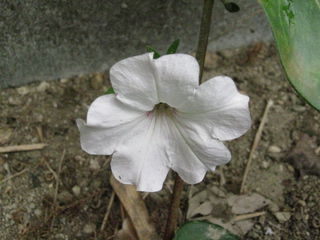 白いペチュニアの花