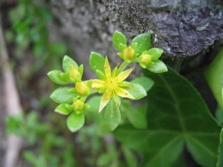 コモチマンネングサの花