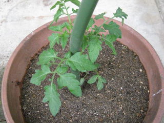 トマトの苗を植えました