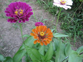 ヒャクニチソウの花