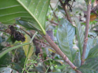 チュウゴクアミガサハゴロモの成虫