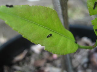 papilionidae_latreille2.jpg