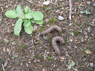 カブラヤガの幼虫