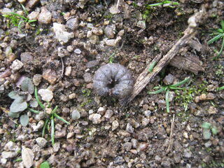 カブラヤガの幼虫