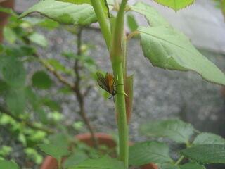 チュウレンジバチの成虫