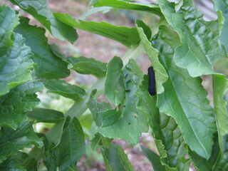 カブラハバチの幼虫