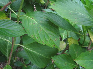 anthracnose_hydrangea.jpg