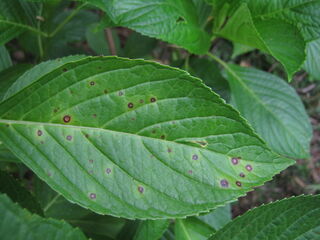 anthracnose_hydrangea2.jpg