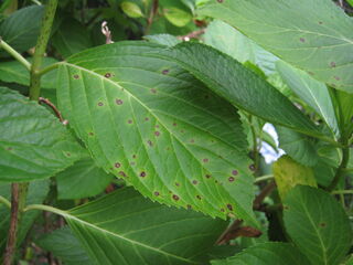 anthracnose_hydrangea3.jpg