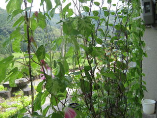 green_curtain.jpg