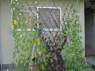 green_curtain2.jpg