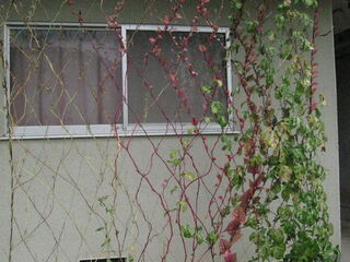 撤去前のグリーンカーテン