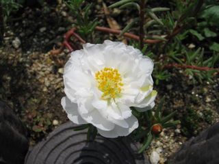 マツバボタンの花（白）