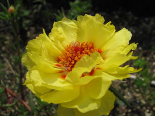 マツバボタンの花（黄色）
