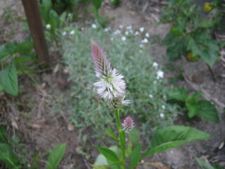 celosia_argentea19.jpg