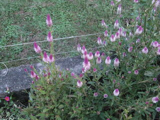 celosia_argentea21.jpg