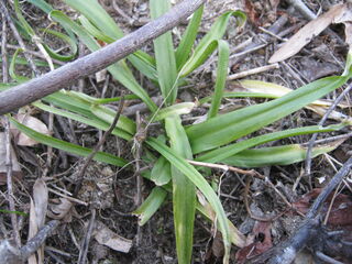 芽を出したアリウム