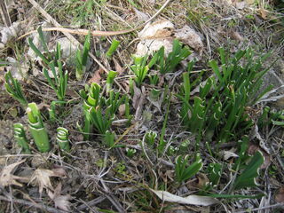 鹿にかじられた水仙