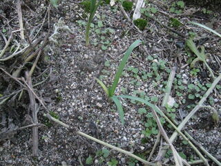 移植したハナニラ