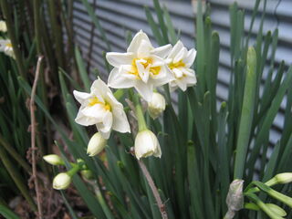 八重咲きの日本水仙