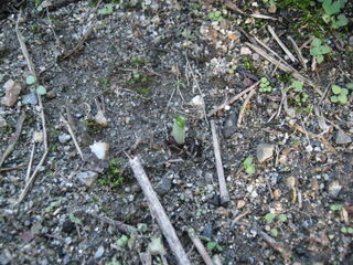 キバナタマスダレの芽