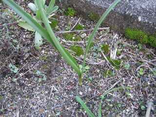 キバナタマスダレの葉